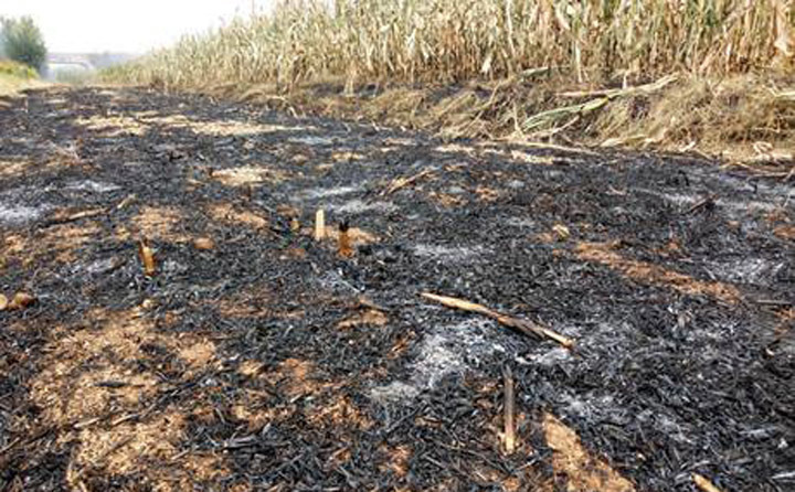 秸稈焚燒過(guò)后的土地 秸稈焚燒過(guò)后的土地